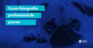 Lee más sobre el artículo Curso fotografía profesional de perros